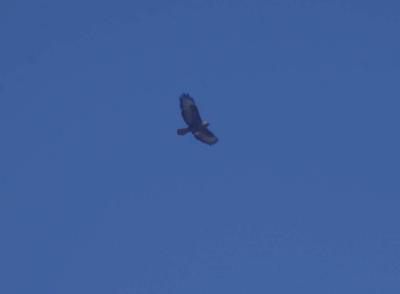 Прикрепленное изображение: zfaIMGP6462.jpg